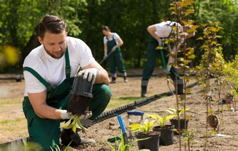 Descubre Los Secretos Para Convertirte En El Mejor Jardinero En Solo