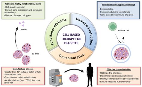 Developments In Stem Cell Derived Islet Replacement Therapy For