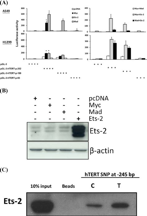 Interactions Among Ets 2 Myc Mad And Htert Promoter In Lung Cancer