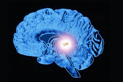 The Function and Location of the Pineal Gland