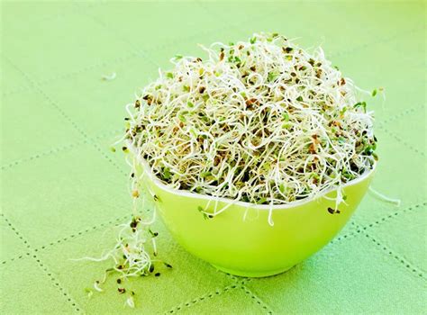 Alfalfa Beneficios Propiedades Y Recomendaciones Herbolario Casa Pi