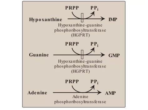 Purines Metabolism Pptx