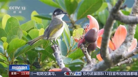 最高法发布典型案例 男子非法猎捕珍贵野生动物获刑 中国法院网络电视台