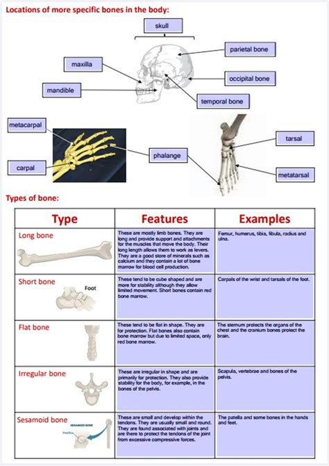 Btec Health And Social Care Unit 3 Skeletal System Illustrated Revision Notebook Teaching