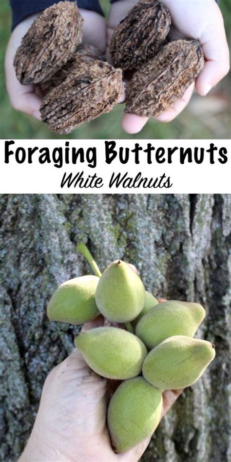 Foraging butter nuts juglans cinerea butternut tree identification and ...