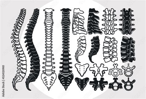 Fototapeta Anatomy Spine SVG Bundle Anatomy Svg Human Spine Svg