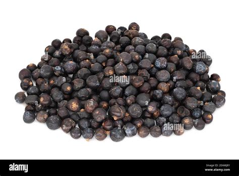 Juniper berry tree hi-res stock photography and images - Alamy