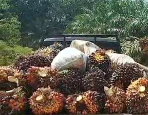 Harga Tbs Sawit Petani Swadaya Riau Turun Di Akhir Hingga Awal