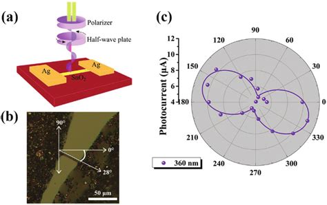 Polarization Resolved Photoresponse A Scheme Diagram Of Photodetector