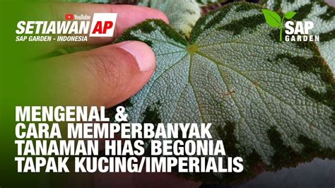 Mengenal Dan Memperbanyak Tanaman Hias Begonia Imperialis Tapak Kucing