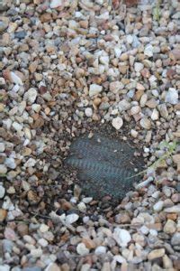 Que Mettre Sur Une Toile De Paillage Des Cailloux Des Graviers