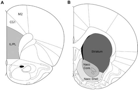 Schematic Representation Of The Rat Brain Regions Analy Open I