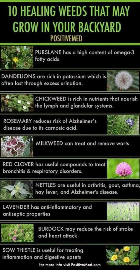 The Top Ten Herbs That May Grow In Your Backyard Including Wildflowers