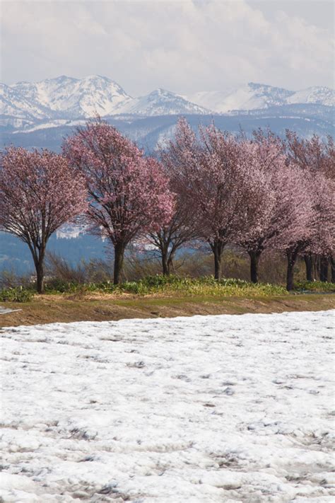 津南町 河岸段丘の桜 ニイガタ越後「旬の撮影地」