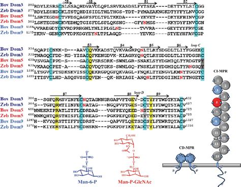 Figure 1 From The Glycan Binding Properties Of The Cation Independent