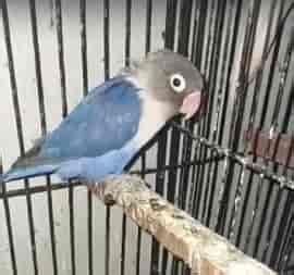 Violet Lovebird Breeder Female For Sale Jhang - Parrots for Sale