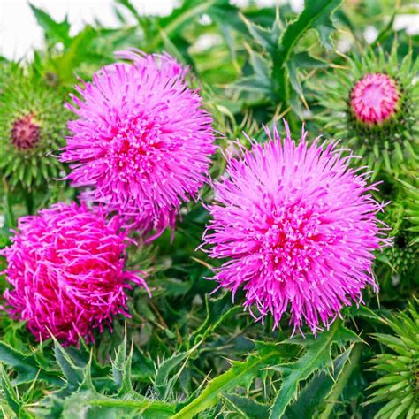 Milk Thistle Seeds St Marys Thistle Herb Seed