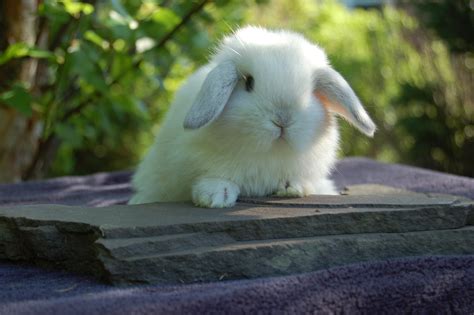 Basics Of Rabbit Genetics Hickory Ridge Hollands