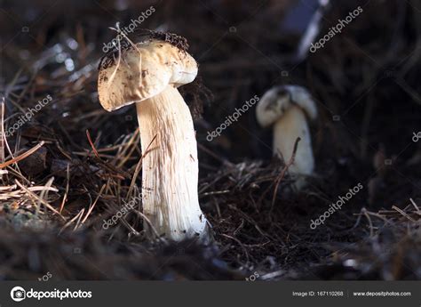 Beautiful Fresh Edible Mushrooms Porcini Mushrooms In The Woods Stock