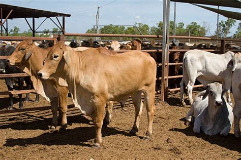 Brahman Cattle Wallpaper / Brahman Cattle Stock Photos, Pictures ...