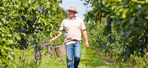 Wein und Edelbrand Genussführung mit unseren Winzern Winzerverein