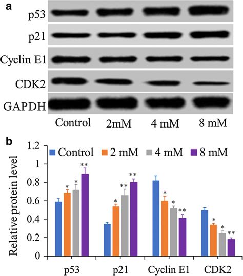 Western Blot Analysis Of The Cell Cyclerelated Proteins In Hct116