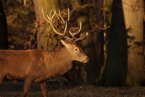 Premium Photo Red Deer In Richmond Park