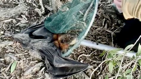 Rescuing A Flying Fox Hanging Low This Is Maze Youtube