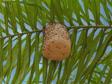 Wasp Nest vs. Bee Nest? How Can You Tell The Difference? - Beekeeping 101