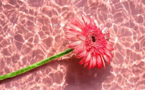 10 723 Daisy Reflection Images Stock Photos 3D Objects Vectors