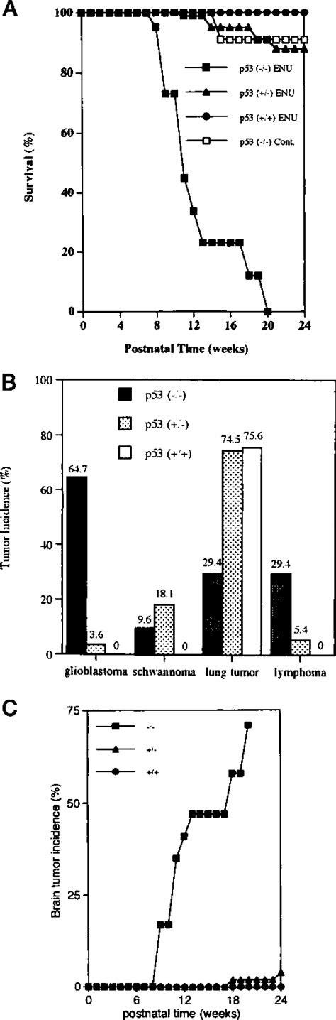 Figure 1 From Loss Of P53 Is An Early Event In Induction Of Brain Tumors In Mice By