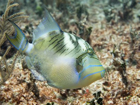 Juvenile Queen Triggerfish