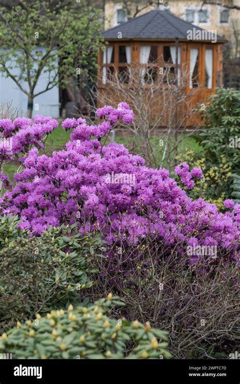 Small Rhododendron Rhododendron P J Mezitt Germany Stock Photo