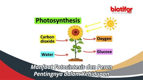 Fungsi Floem Jaringan Penting Untuk Kelangsungan Hidup Tumbuhan Biotifor