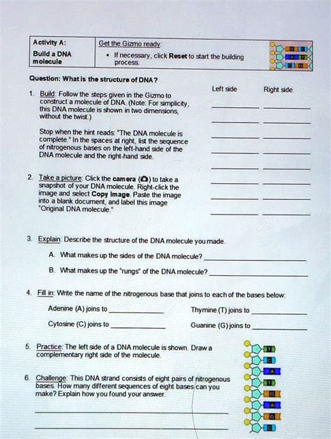 Solved Can You Answer These For Me Activity A Build A Dna Molecule Get The Gizmo Ready If