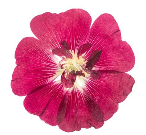 Malva Presionado Y Secado De La Malva De La Flor Aislado En Blanco