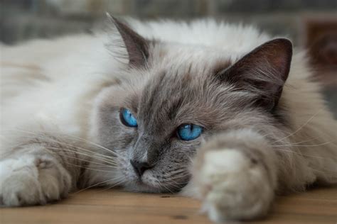 Are Ragdoll Cats Hypoallergenic Allergy Friendly Or Not Cats Chef