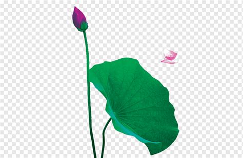 Nelumbo Nucifera Lotus Effect Leaf Png Pngwing