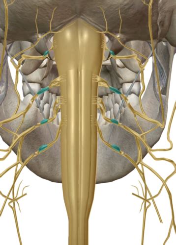 Spinal Cord Flashcards Quizlet