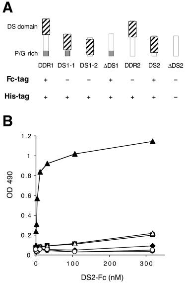 The Ds Domain Of Ddr2 Binds Collagen I With High Affinity A Schematic