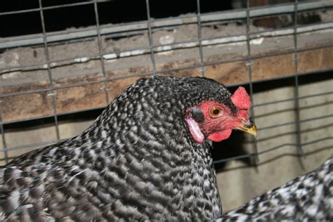 Black Sex Link Crosses Backyard Chickens Learn How To Raise Chickens
