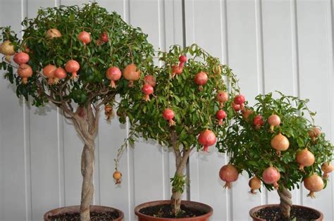 7 Árvores Frutíferas que você pode plantar em vaso tranquilamente