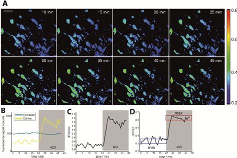 Intravital Ratiometric FRET In Healthy CerTN L15 Mice A Time Lapse