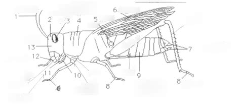 Grasshopper Diagram Diagram Quizlet