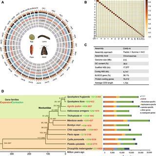 Chromosome Level Genome Assembly And Evolutionary Analysis Of Agrotis