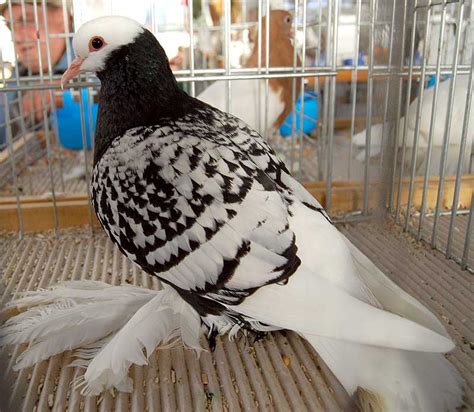 Saxon Monk Pigeons Sächsische Mönchtaube Pigeons Fall