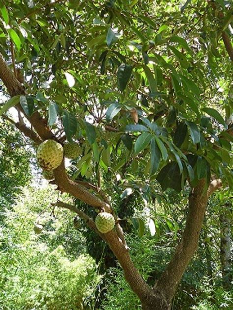 ~COROSSOL ZOMBIE~ Annona montana MOUNTAIN SOURSOP RARE FRUIT Tree 2-3ft ...