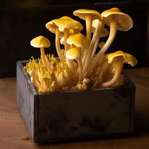 Golden Oyster Mushroom Grow Kit Mushroom Kits Stuffed Mushrooms Mushroom Grow Kit