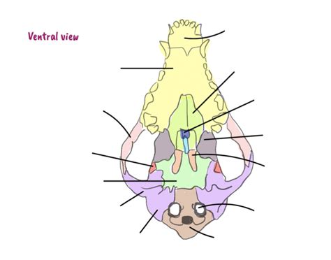 Skull animal anatomy Quiz