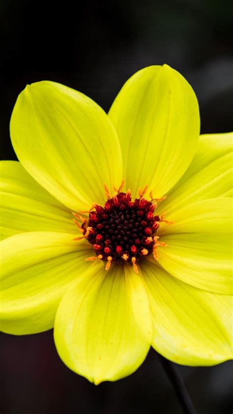 Fondos De Pantalla De Flores Hermosas Gratis Solo Para Adultos En España